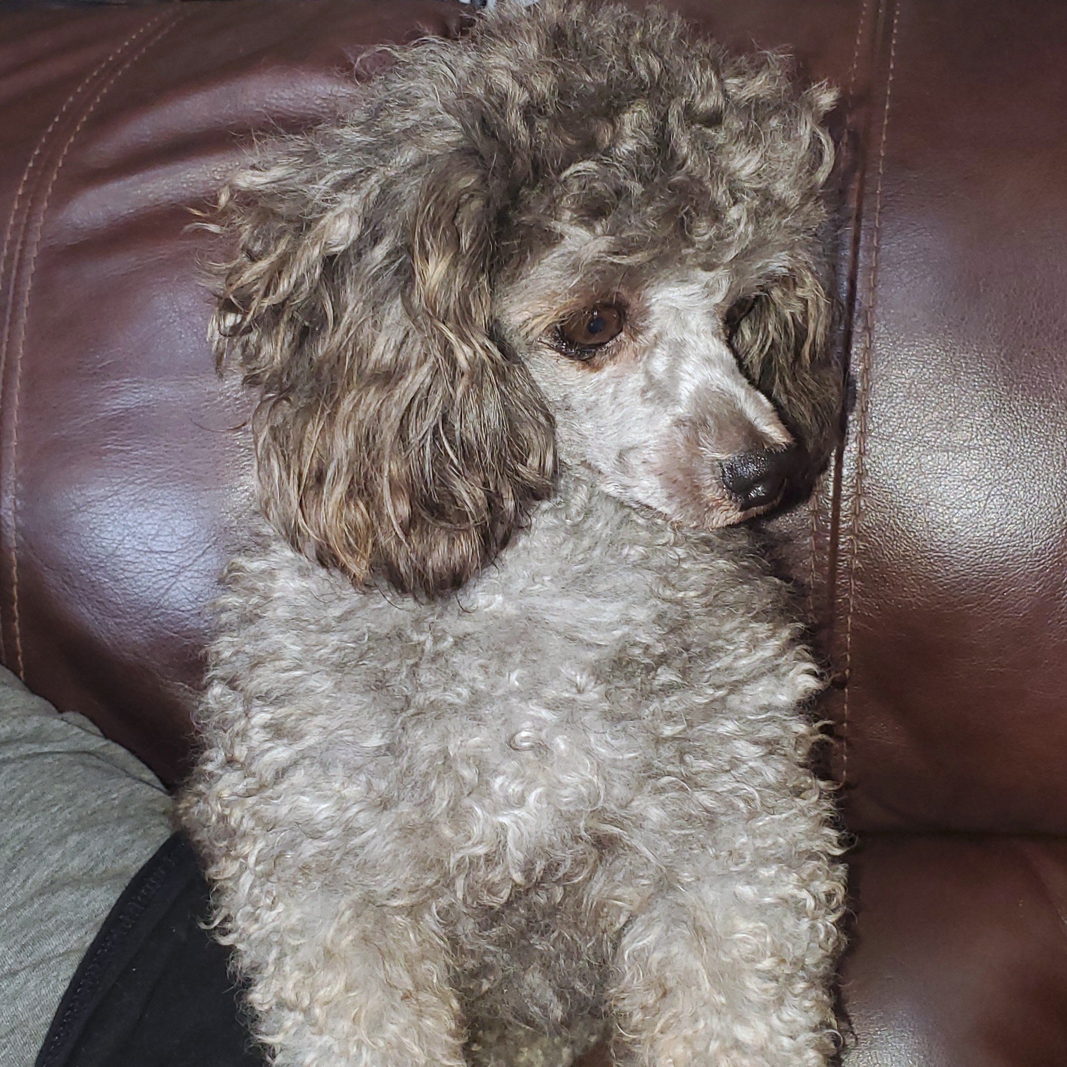 Meet Our AKC Toy & Miniature Poodle Parents | Health-Tested